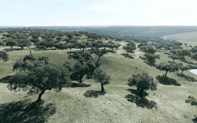 Terras de olival continuam a ter procura