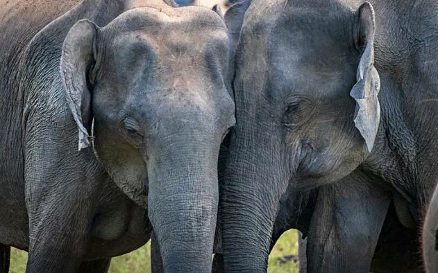 Alentejo acolhe primeiro grande santuário da Europa para elefantes
