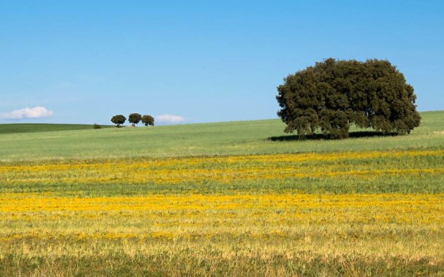 Distribuição de 110 mil árvores arranca esta semana em todo o país