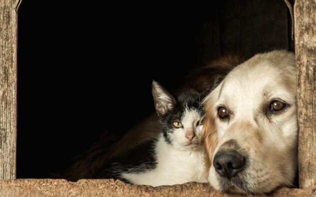 Quais as cidades portuguesas mais acolhedoras para quem viaja com o cão ou o gato?