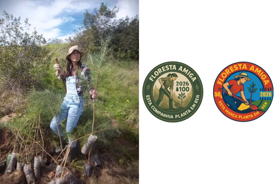 Plantacao Pinheiros.jpg