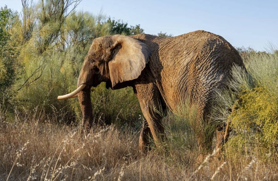 01 - Julie-First-Day-in-Habitat-3_Photo-Credit-Pangea-Elephant-Sanctuary_Wade-Million-scaled.jpg