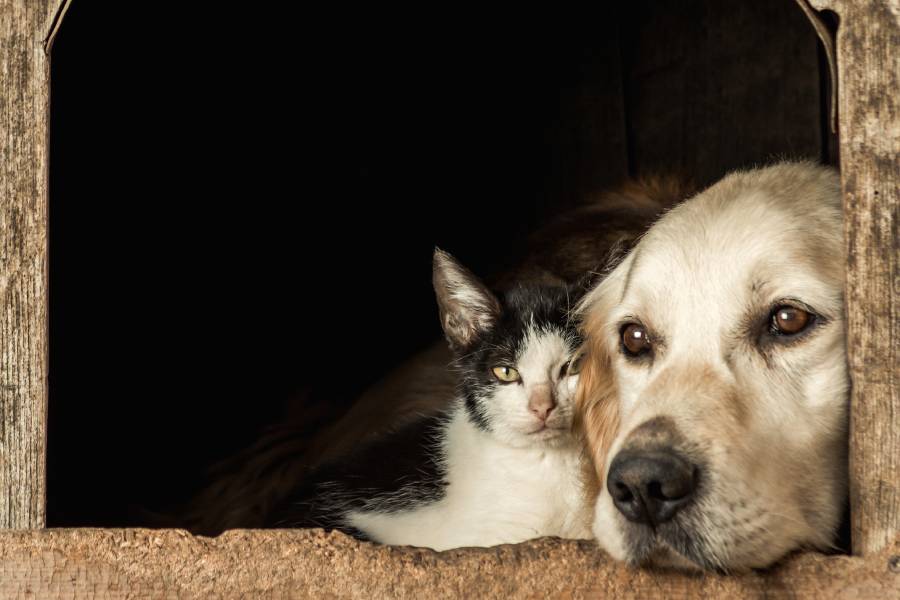 Quais as cidades portuguesas mais acolhedoras para quem viaja com o cão ou o gato?
