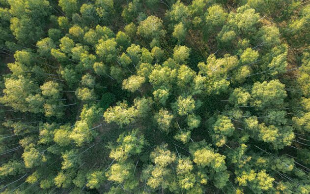 IKEA prepara investimento superior a 1 milhão para reflorestar Serra da Lousã